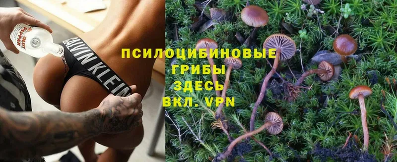 Псилоцибиновые грибы Cubensis  Вышний Волочёк 